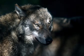 Wolf im Zoogehege: In Freiheit leben in Deutschland immer mehr Exemplare.