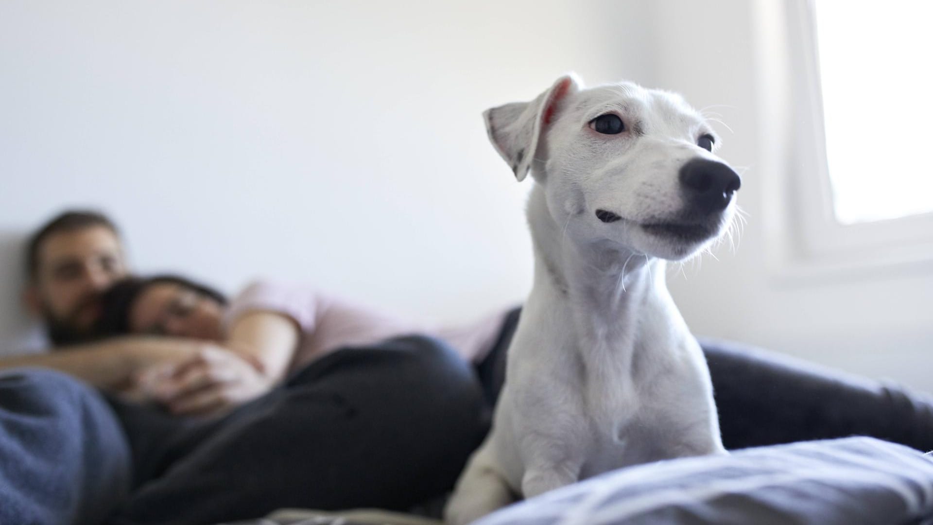 Ein Hund wacht auf einem Bett: Den erheblichen Sachschaden am Haus konnte das Tier leider nicht verhindern. (Symbolbild)