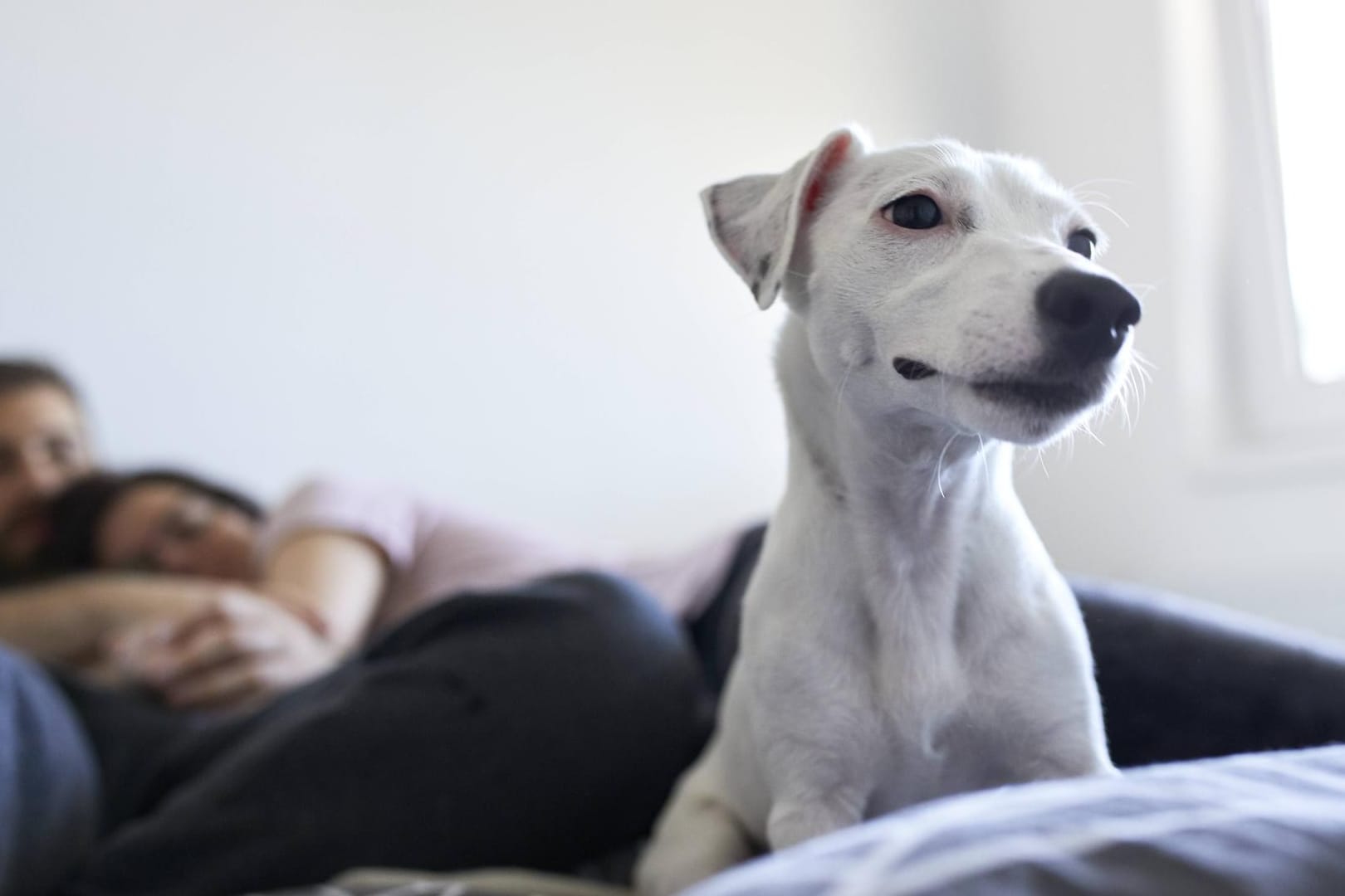 Ein Hund wacht auf einem Bett: Den erheblichen Sachschaden am Haus konnte das Tier leider nicht verhindern. (Symbolbild)