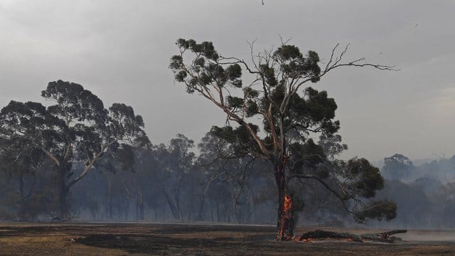 Ein Löschhubschrauber fliegt über Bäume vor rauchverhangenem Himmel im Vorort Bundoora von Melbourne. Ein Löschhubschrauber fliegt über Bäume vor rauchverhangenem Himmel im Vorort Bundoora von Melbourne.