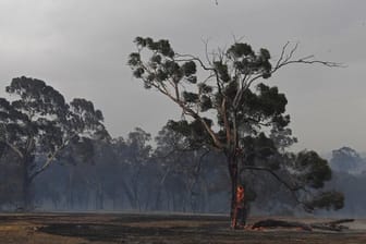 Ein Löschhubschrauber fliegt über Bäume vor rauchverhangenem Himmel im Vorort Bundoora von Melbourne.