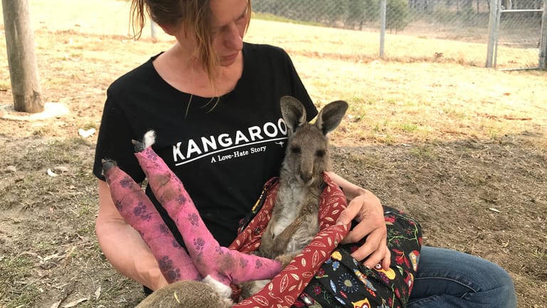 Eine Pflegerin hält ein im Feuer verletztes Kangaroo: Immer wieder fallen Wildtiere den Flammen zum Opfer.