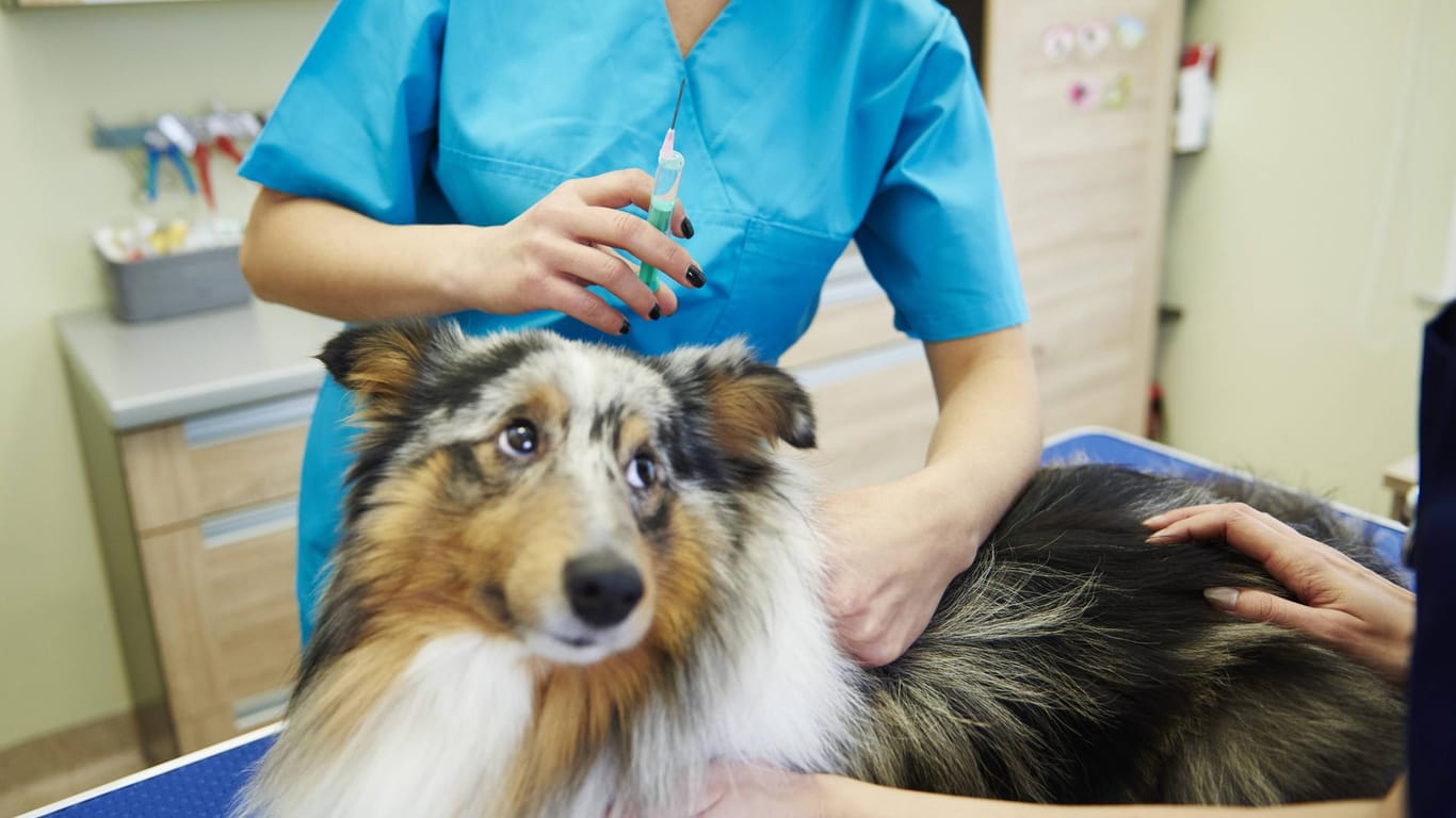 Ein Hund beim Tierarzt (Symbolbild): Für viele Tiere kann die Silvesternacht lebensbedrohlich enden.