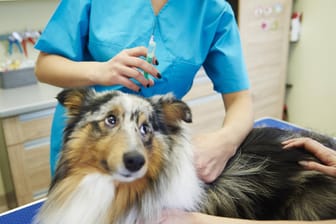 Ein Hund beim Tierarzt (Symbolbild): Für viele Tiere kann die Silvesternacht lebensbedrohlich enden.