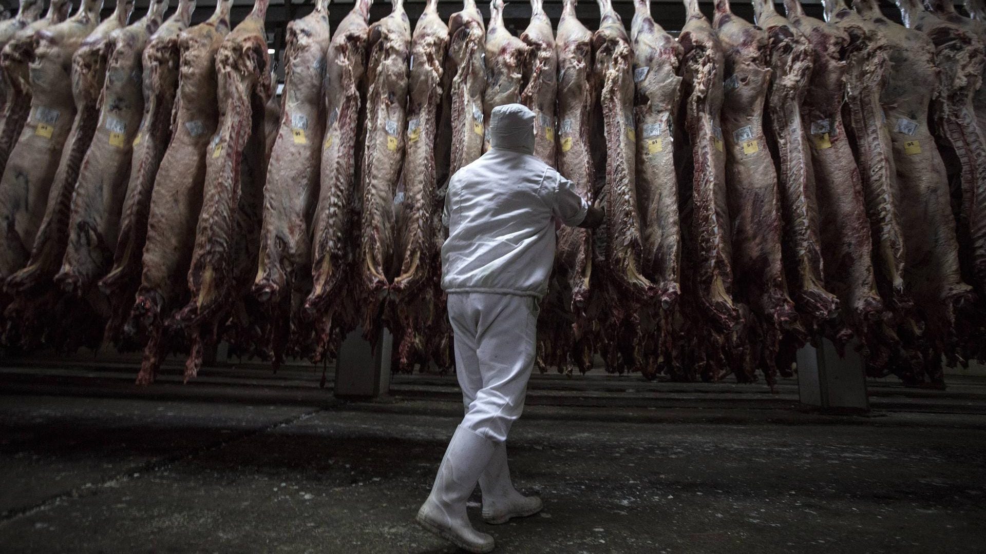 Ein Arbeiter kontrolliert Fleisch in einem Schlachthaus: Der verunglückte Mann starb sofort. (Symbolbild) Ein Arbeiter kontrolliert Fleisch in einem Schlachthaus: Der verunglückte Mann starb sofort. (Symbolbild)