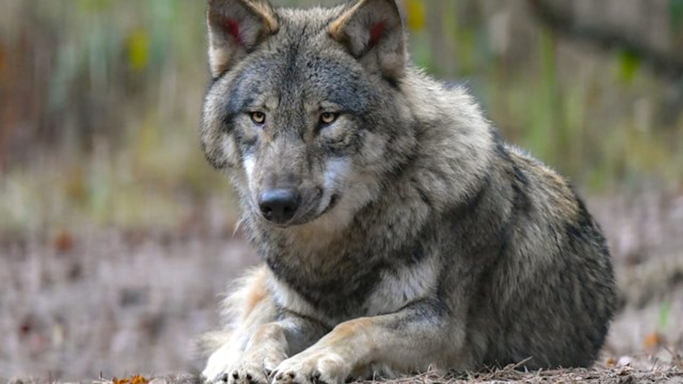 Ein Wolf liegt auf Waldboden (Symbolbild): In Görlitz ist mitten am Tag ein Wolf gesichtet worden.