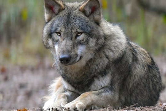 Ein Wolf liegt auf Waldboden (Symbolbild): In Görlitz ist mitten am Tag ein Wolf gesichtet worden.