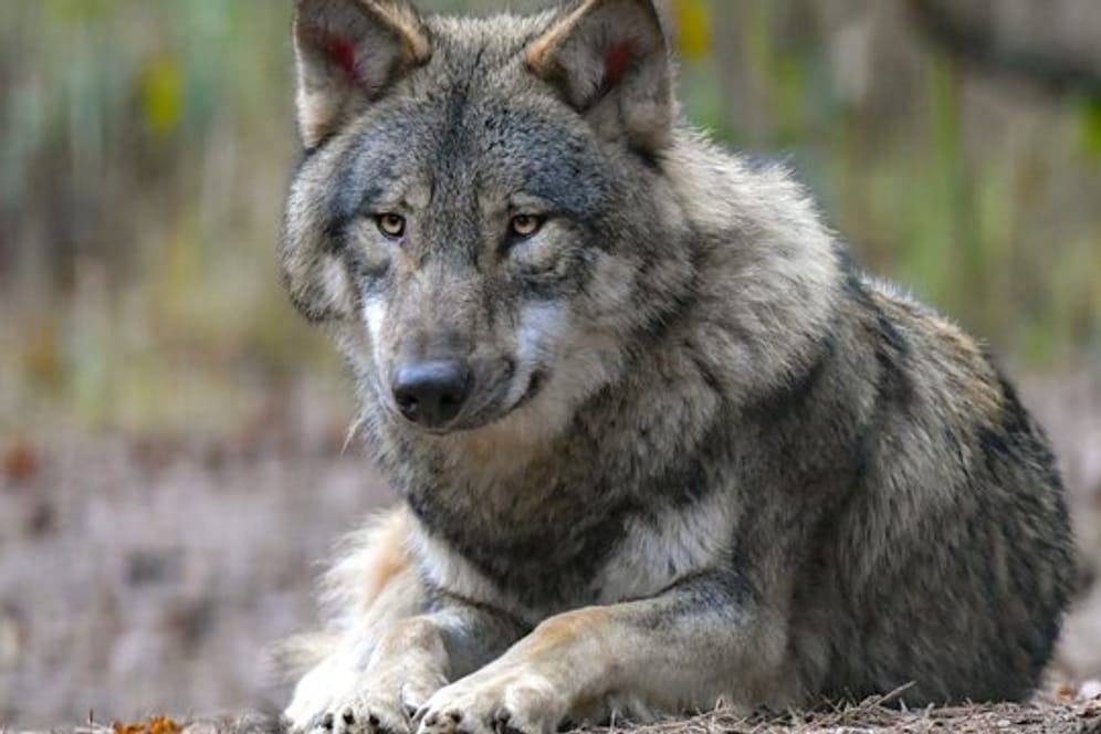 Ein Wolf liegt auf Waldboden (Symbolbild): In Görlitz ist mitten am Tag ein Wolf gesichtet worden.