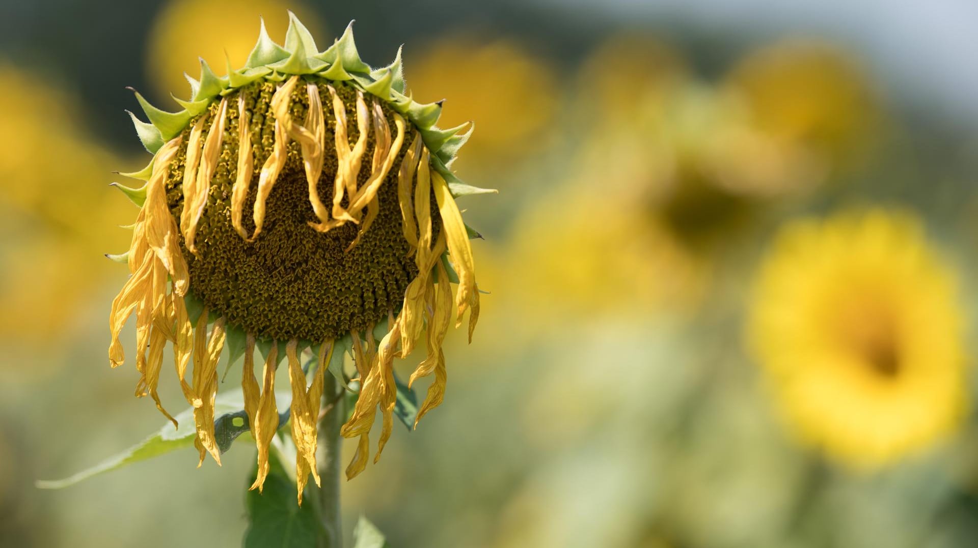 Eine vertrocknete Sonnenblume: 2019 war in Deutschland wohl das drittwärmste Jahr seit Beginn der Aufzeichnungen.