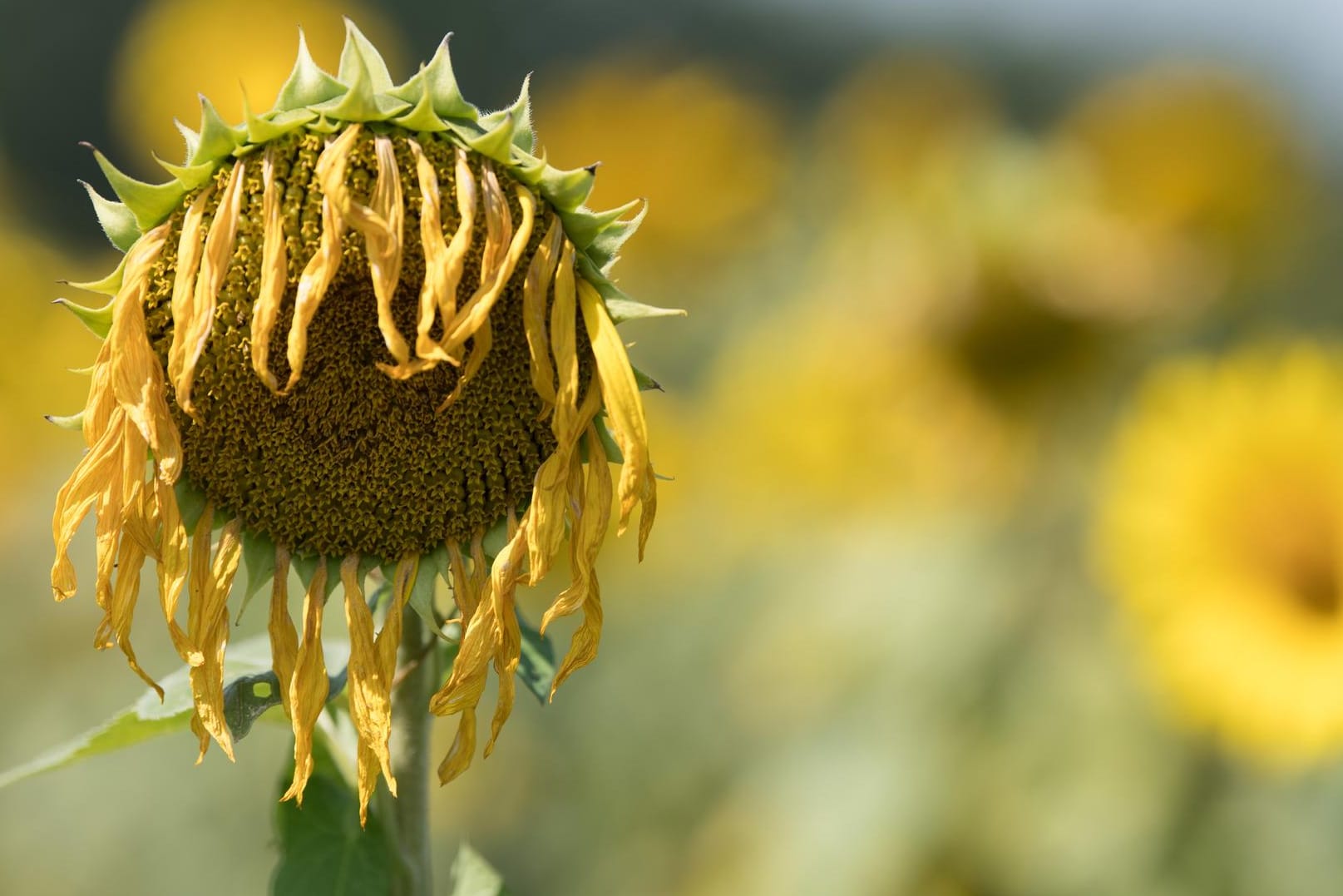 Eine vertrocknete Sonnenblume: 2019 war in Deutschland wohl das drittwärmste Jahr seit Beginn der Aufzeichnungen.