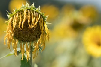 Eine vertrocknete Sonnenblume: 2019 war in Deutschland wohl das drittwärmste Jahr seit Beginn der Aufzeichnungen.