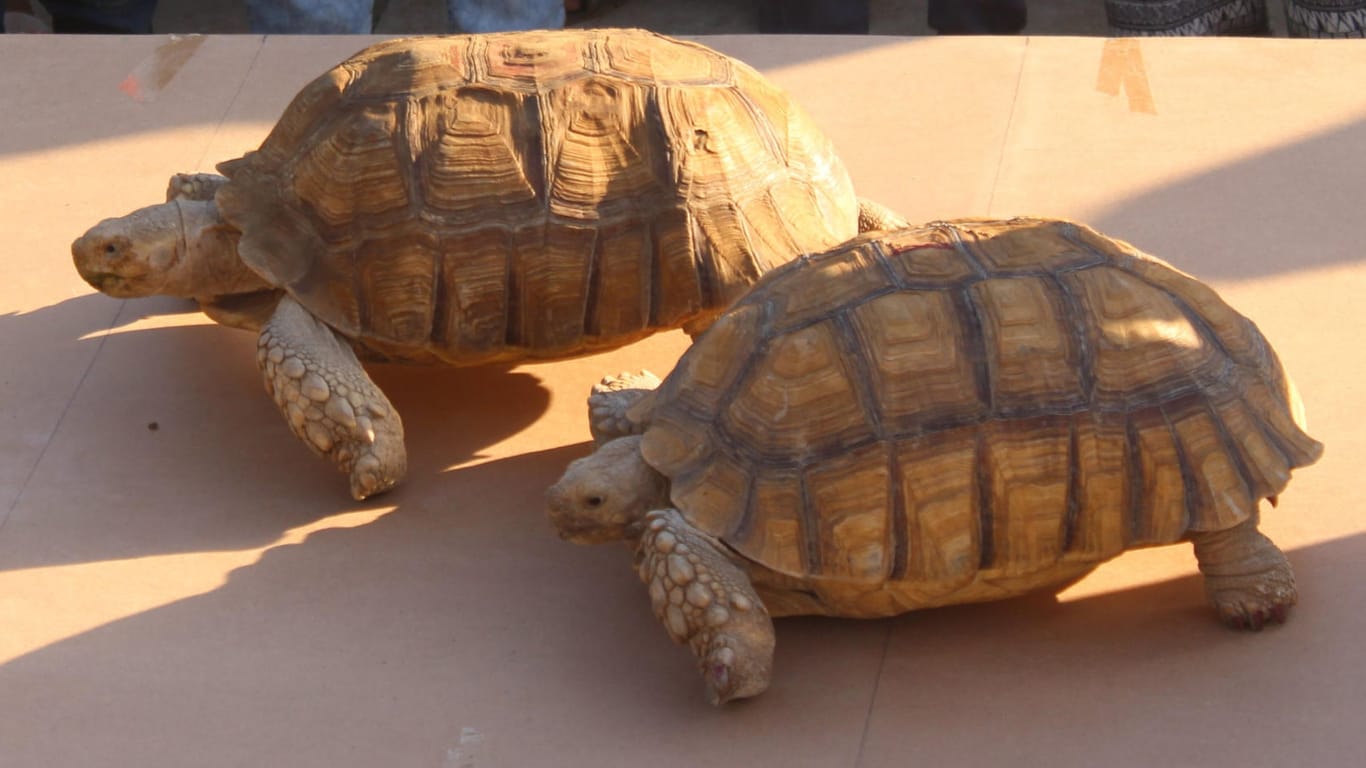Schildkröten-Wettrennen im Sudan: Der neue Sport ist eine willkommene Abwechselung.