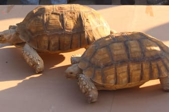 Schildkröten-Wettrennen im Sudan: Der neue Sport ist eine willkommene Abwechselung.