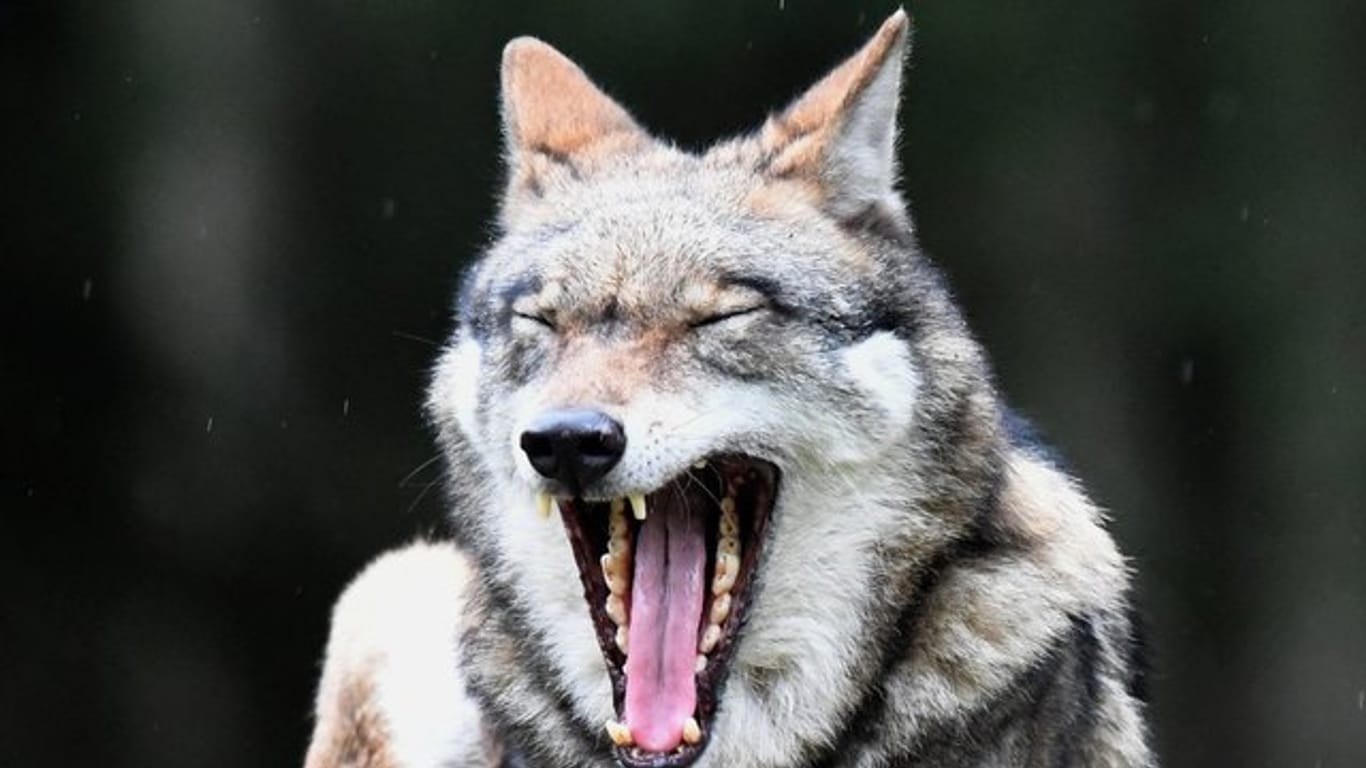 Ein Wolf in seinem Gehege im Wildpark Eekholt.