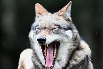 Ein Wolf in seinem Gehege im Wildpark Eekholt.
