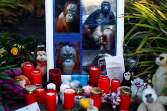 Trauer um die verstorbenen Bewohner: Bei dem verheerenden Feuer im Krefelder Affenhaus kamen mehr als 30 Tiere ums Leben, darunter ein Schimpanse, zwei Flachland-Gorillas und fünf Orang-Utans.
