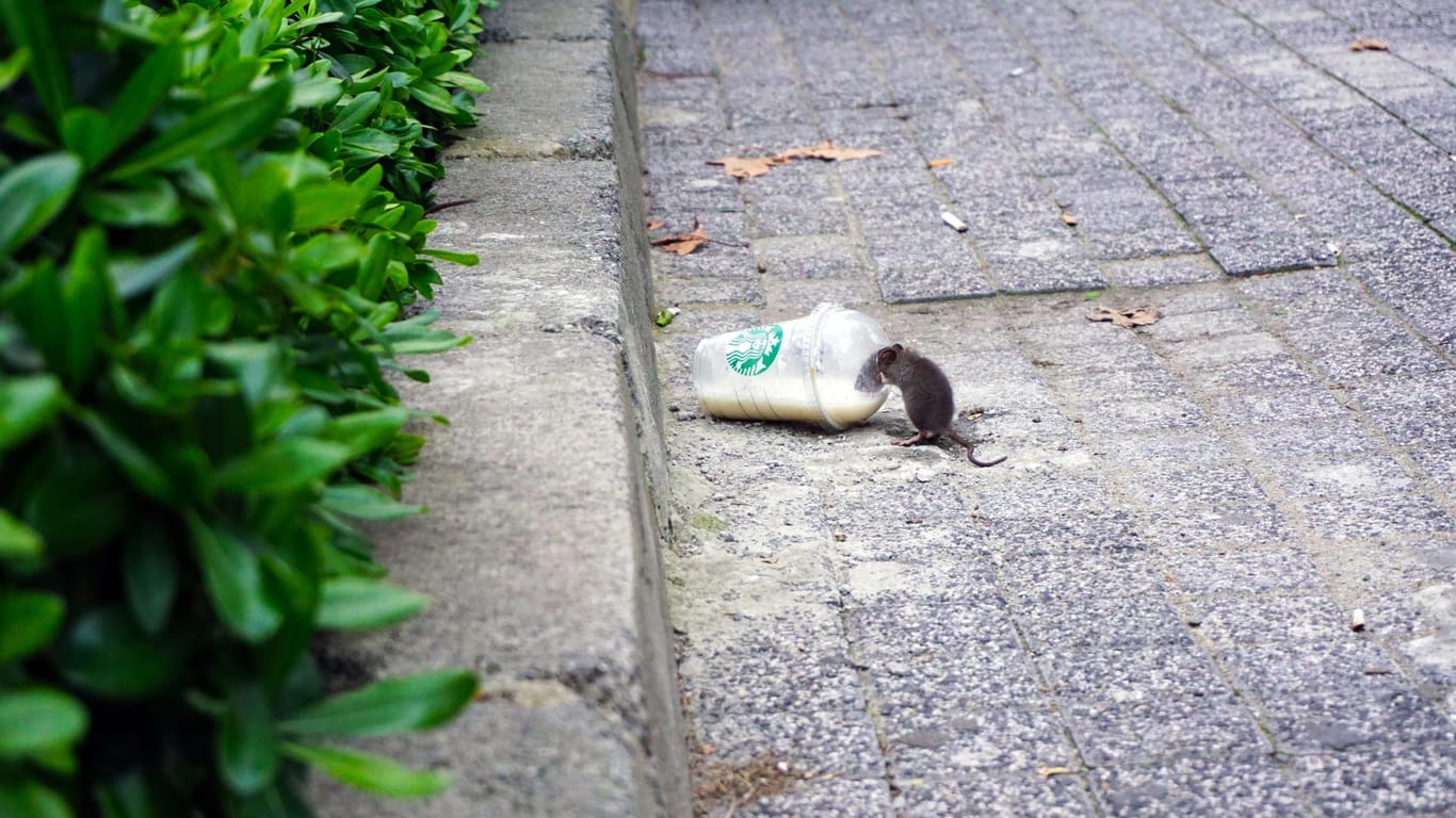 Eine Ratte nippt an einem Becher: Kiel will den Tieren die Futtergrundlage entziehen.