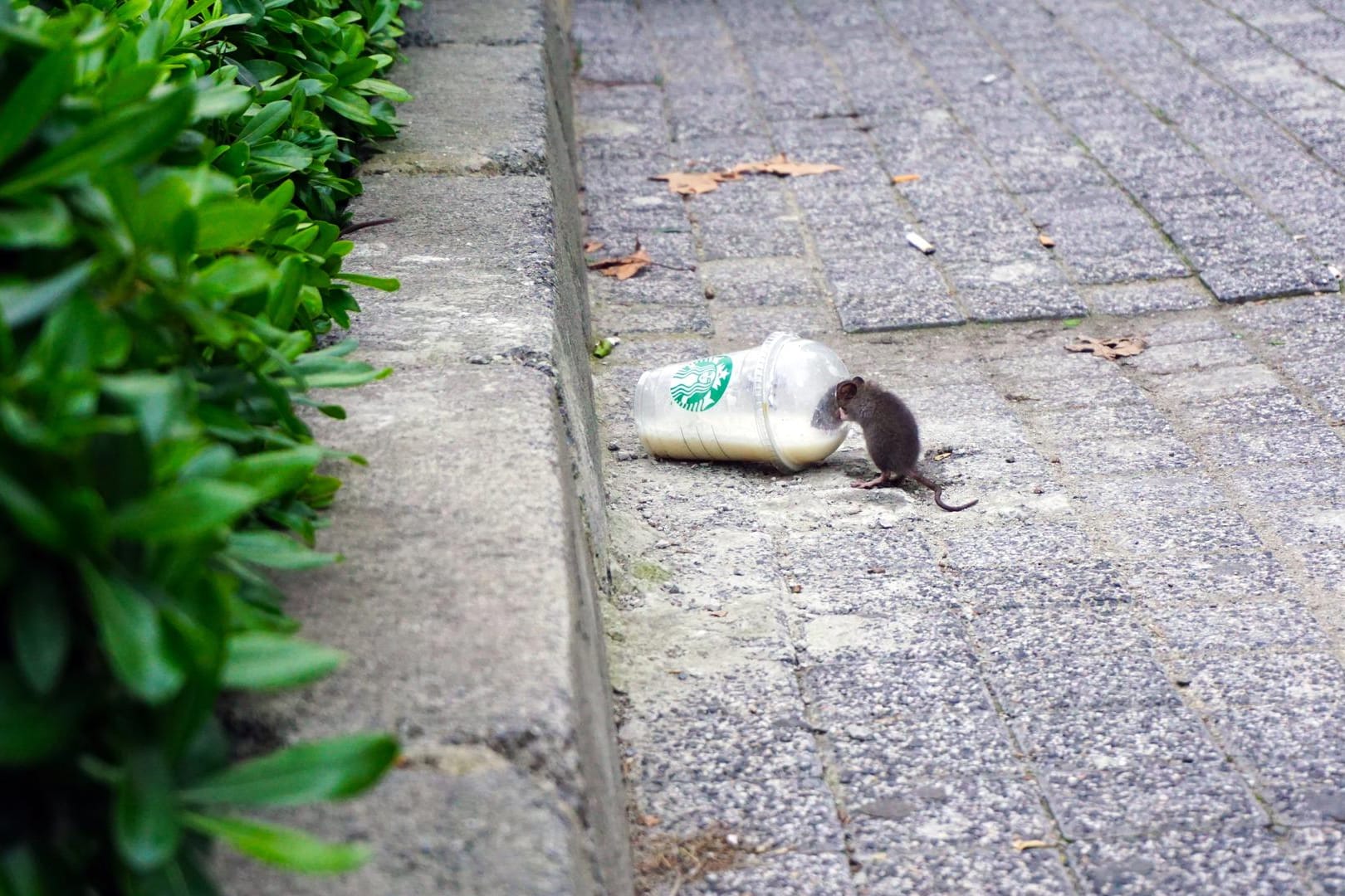 Eine Ratte nippt an einem Becher: Kiel will den Tieren die Futtergrundlage entziehen.