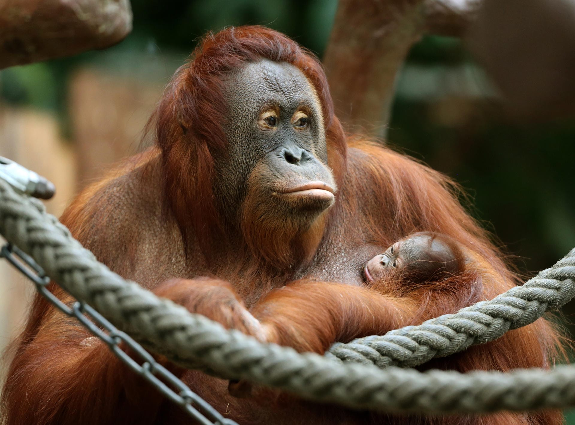 Krefeld: Das Orang-Utan Baby «Suria» klammert sich im Zoo in Krefeld (Nordrhein-Westfalen) an seine Mutter «Lea». Beide Tiere starben beim Brand in der Neujahrsnacht.
