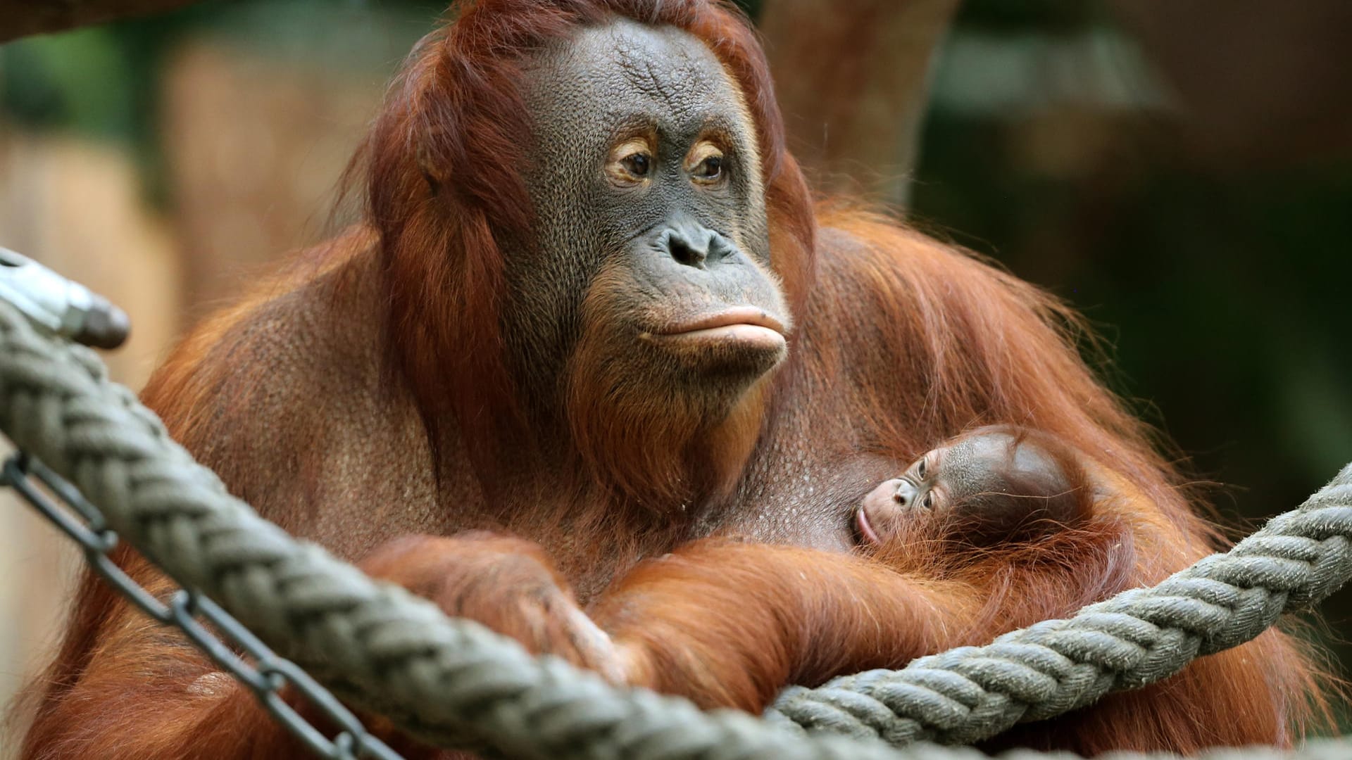 Krefeld: Das Orang-Utan Baby «Suria» klammert sich im Zoo in Krefeld (Nordrhein-Westfalen) an seine Mutter «Lea». Beide Tiere starben beim Brand in der Neujahrsnacht.