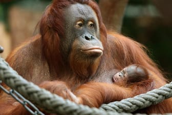 Krefeld: Das Orang-Utan Baby «Suria» klammert sich im Zoo in Krefeld (Nordrhein-Westfalen) an seine Mutter «Lea». Beide Tiere starben beim Brand in der Neujahrsnacht.