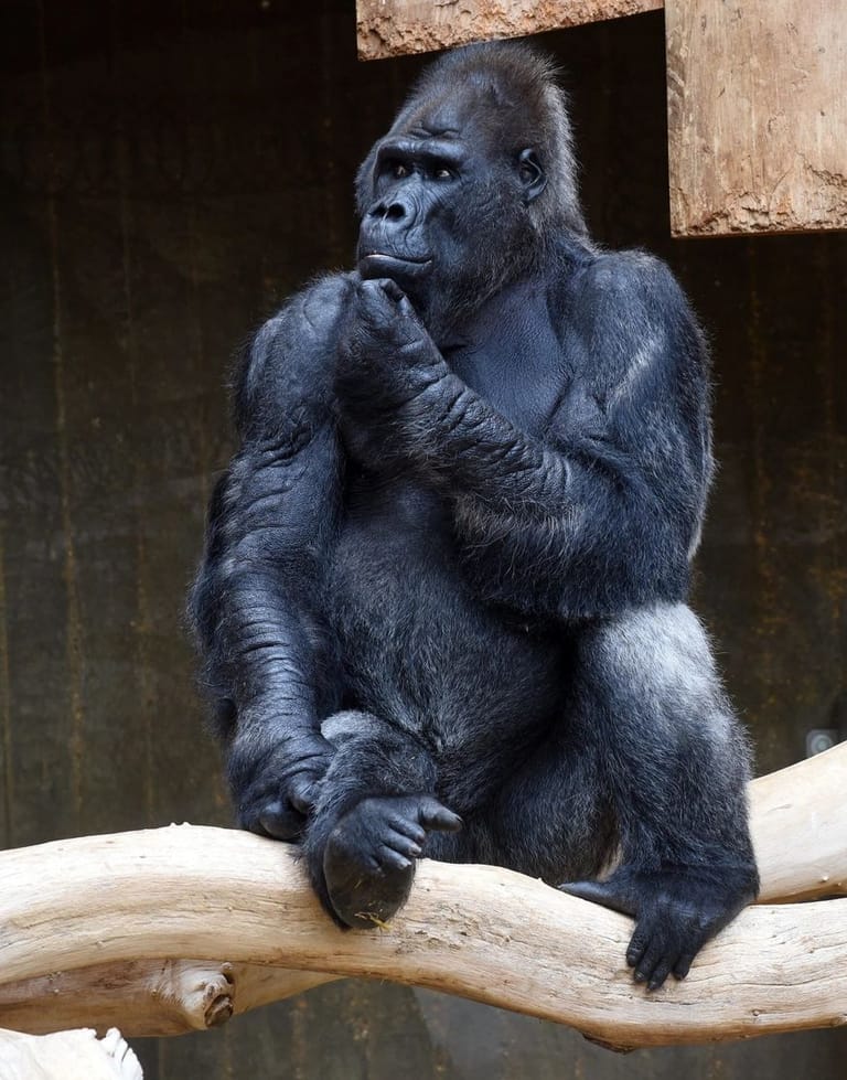 Das 46 Jahre alte Flachland-Gorillamännchen "Silberrücken Massa" sitzt am 22.09.2017 in seinem Gehege im Affentropenhaus im Zoo in Krefeld (Nordrhein-Westfalen) . Auch er starb in der Silvesternacht im Brand des Affenhauses.