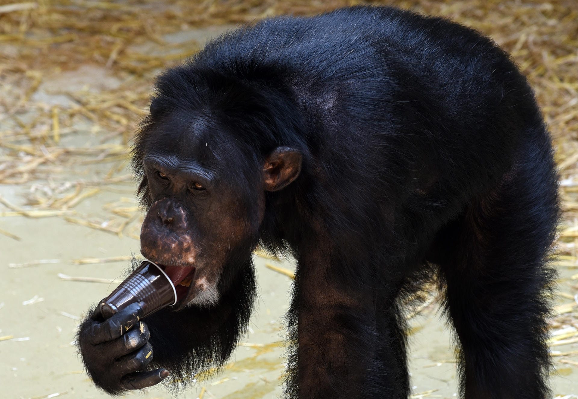 Das Schimpansen-Männchen Scharly schlürft am 03.07.2015 in seinem Gehege im Zoo in Krefeld (Nordrhein-Westfalen) "Affeneis" aus eingefrorenem Multivitaminsaft.