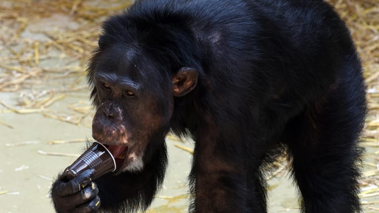 Das Schimpansen-Männchen Scharly schlürft am 03.07.2015 in seinem Gehege im Zoo in Krefeld (Nordrhein-Westfalen) "Affeneis" aus eingefrorenem Multivitaminsaft.
