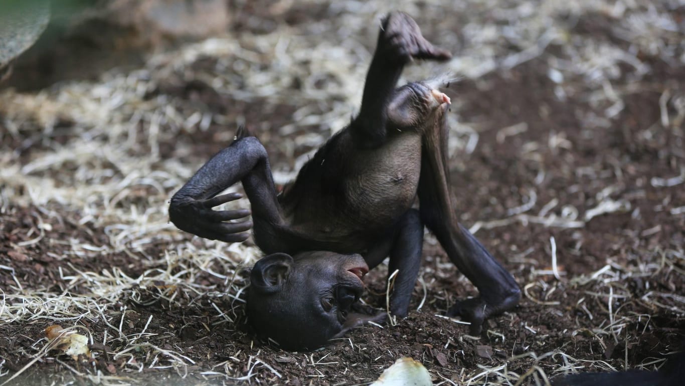 Ein Bonobo-Junges im Frankfurter Zoo: Das Jungtier Zikomo ist in der Silvesternacht gestorben.