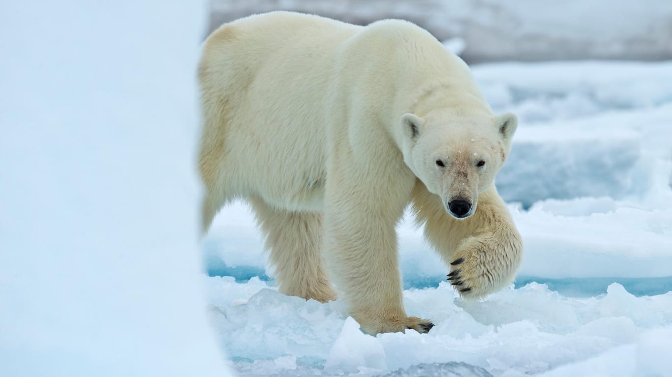 Ein Eisbär in der Arktis: Die Tiere wiegen bis zu 700 Kilogramm. (Symbolbild)