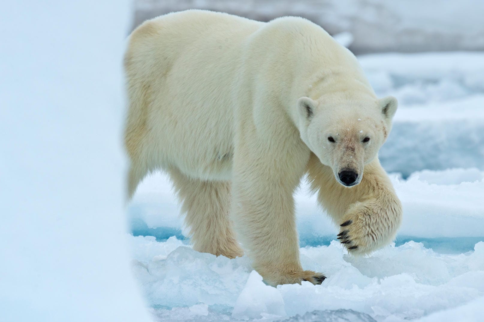 Ein Eisbär in der Arktis: Die Tiere wiegen bis zu 700 Kilogramm. (Symbolbild)