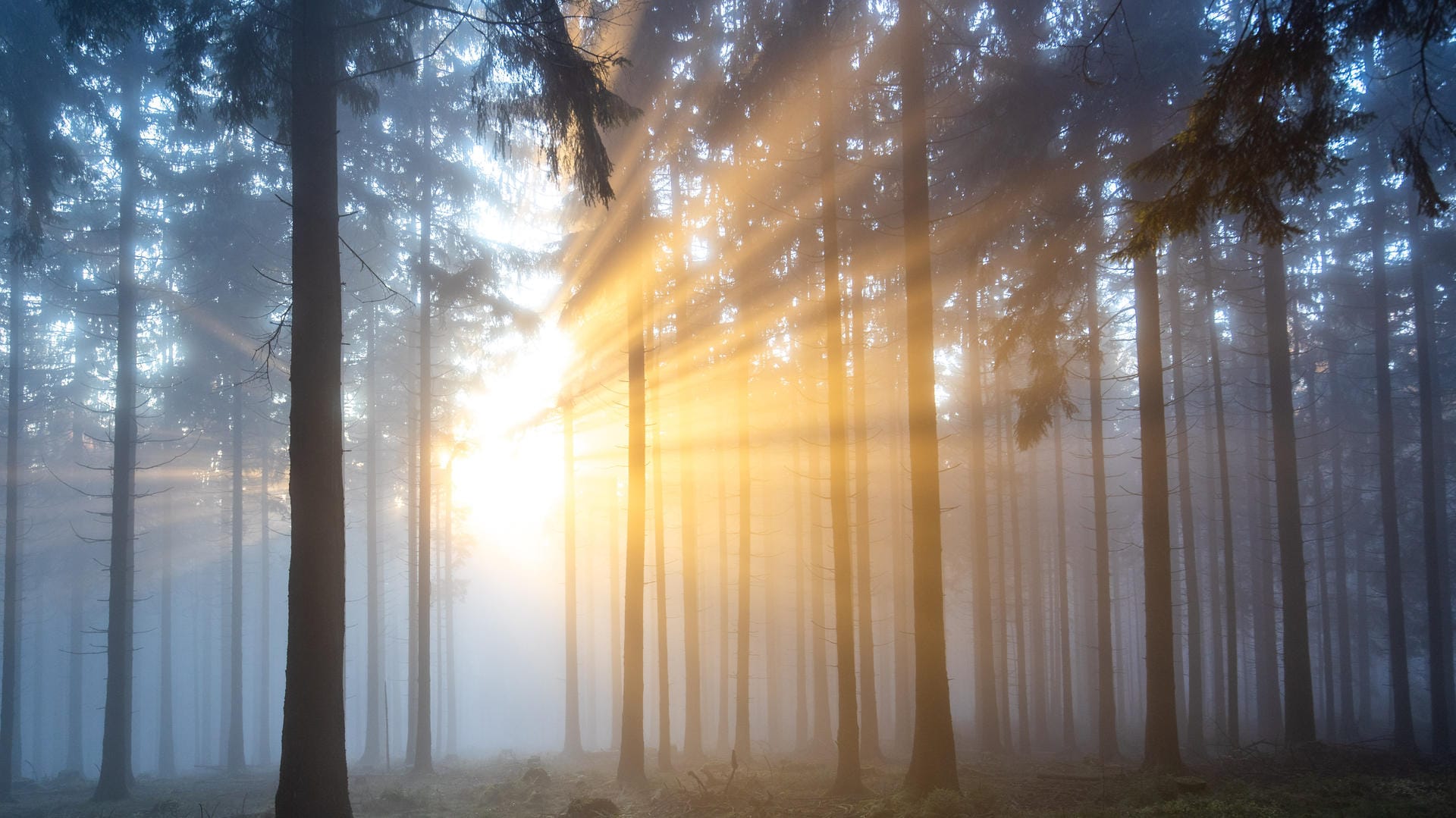 Nebel im Taunus: Das Wetter wird am Wochenende wechselhaft. (Archivbild) Nebel im Taunus: Das Wetter wird am Wochenende wechselhaft. (Archivbild)