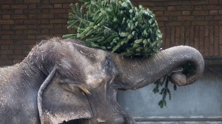 Weihnachtsbaumfütterung im Zoo Berlin: Elefanten freuen sich auf Leckerbissen.