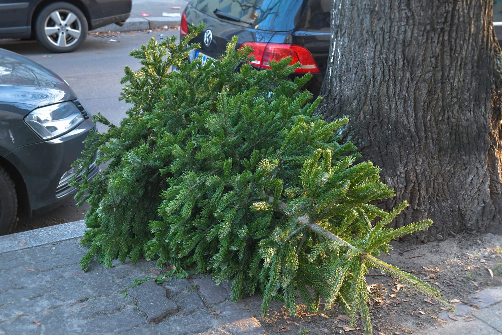 Alter Tannenbaum: Ab dem 6. Januar holen in einigen Städten die Entsorgungsbetriebe alte Weihnachtsbäume ab.