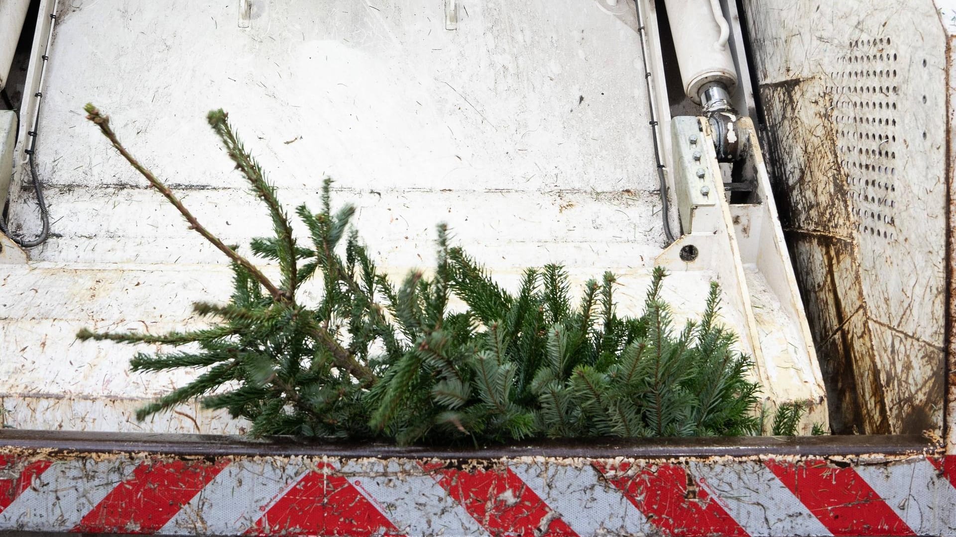 Tannenbaum in Müllpresse: Vielerorts bringen Entsorgungsunternehmen Weihnachtsbäume in Müllverbrennungsanlagen.