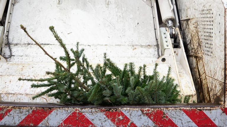 Tannenbaum in Müllpresse: Vielerorts bringen Entsorgungsunternehmen Weihnachtsbäume in Müllverbrennungsanlagen.