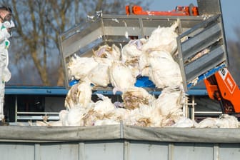 Die Vogelgrippe gilt als gefährliche Seuche: Tote Puten werden vor einem Geflügelhof nach dem Ausbruch der Geflügelpest in einen Container gekippt.