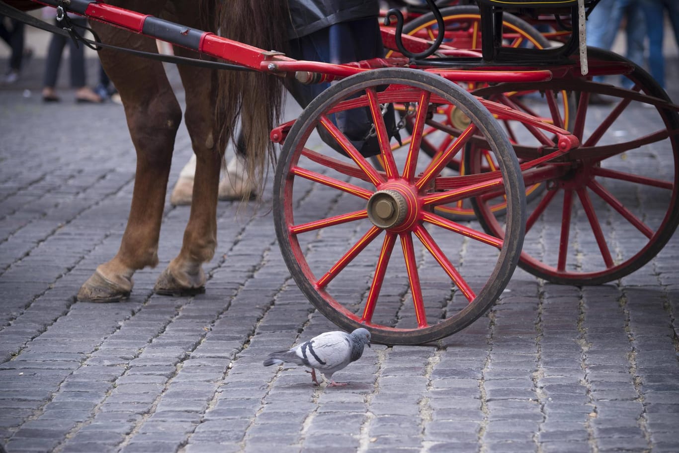 Ein Pferd vor einer Kutsche: Das Tier in Bad Ragaz ist wohl an einem Schock gestorben. (Symbolbild)
