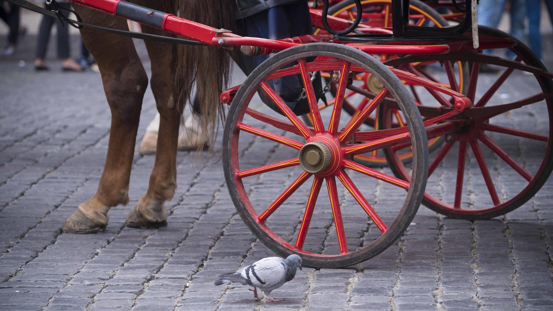 Ein Pferd vor einer Kutsche: Das Tier in Bad Ragaz ist wohl an einem Schock gestorben. (Symbolbild)