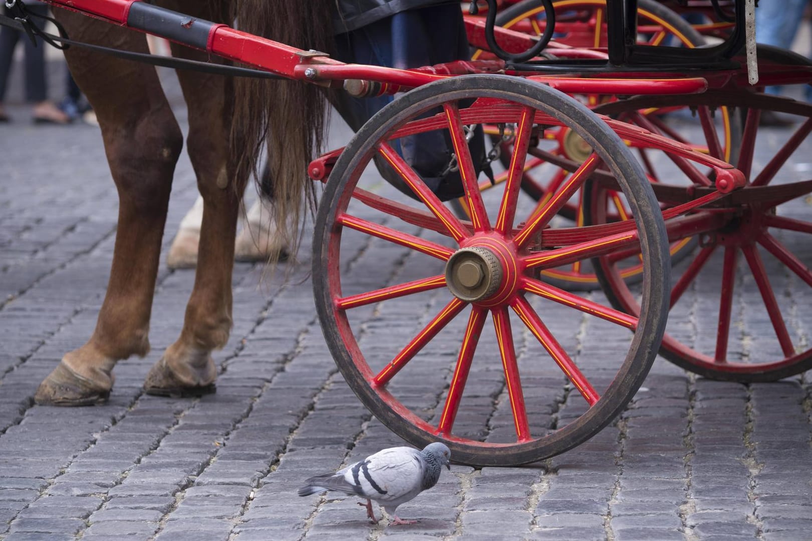 Ein Pferd vor einer Kutsche: Das Tier in Bad Ragaz ist wohl an einem Schock gestorben. (Symbolbild)