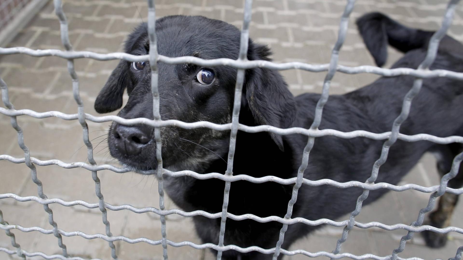 Ein Hund im Tierheim: Viele Tierheime in Sachsen-Anhalt haben keine modernen Quarantänestationen – obwohl diese eigentlich Standard sind. (Symbolbild)