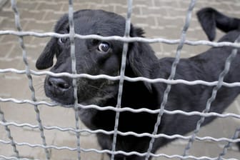 Ein Hund im Tierheim: Viele Tierheime in Sachsen-Anhalt haben keine modernen Quarantänestationen – obwohl diese eigentlich Standard sind. (Symbolbild)