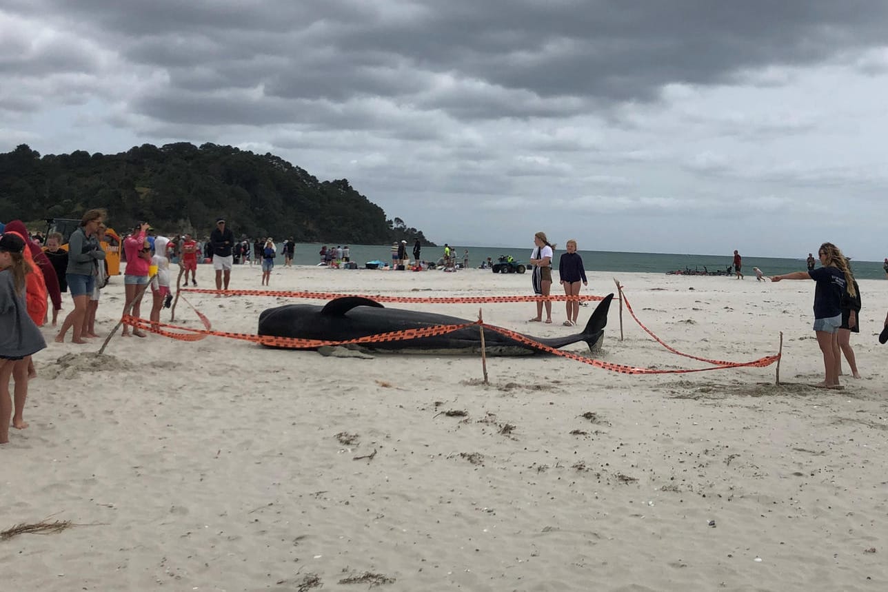 Ein gestrandeter Wal in Neuseeland. Umweltschützer hatten in sozialen Netzwerken um Hilfe gebeten.