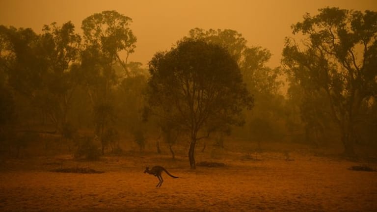 Ein Känguru hüpft nahe Canberras durch das Buschland inmitten von Rauchschwaden.