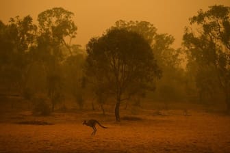 Ein Känguru hüpft nahe Canberras durch das Buschland inmitten von Rauchschwaden.