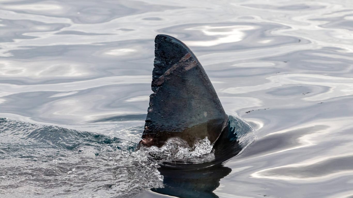 Die Flosse eines Weißen Hais im Wasser: Die Art ist beinahe auf der ganzen Welt verbreitet (Symbolbild).