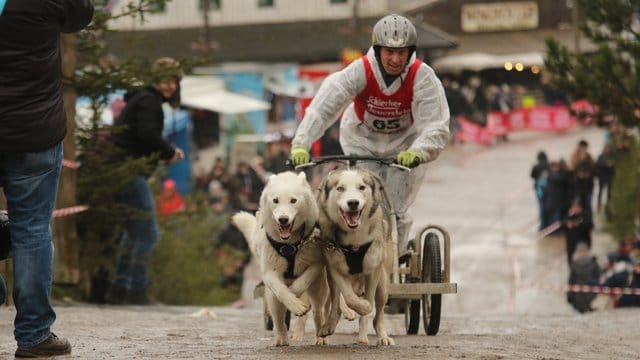 Götz Bramowski mit seinem Schlittenhundegespann: Da in diesem Jahr der Schnee ausblieb, gingen die Teilnehmer am Samstag mit Wagen auf die Rennstrecke.