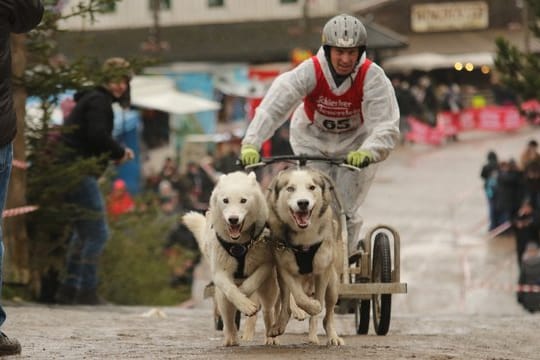 Götz Bramowski mit seinem Schlittenhundegespann: Da in diesem Jahr der Schnee ausblieb, gingen die Teilnehmer am Samstag mit Wagen auf die Rennstrecke.