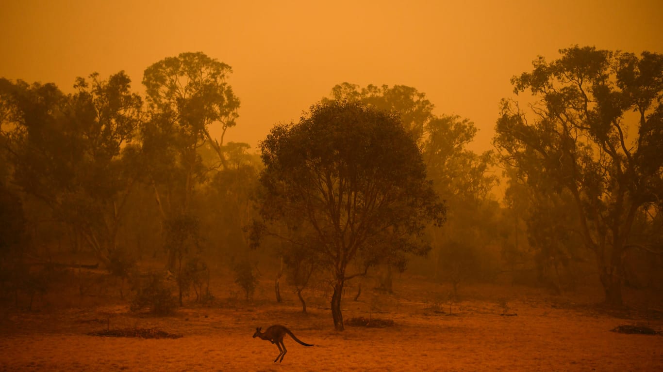 Ein Känguru hüpft durch das rauchgeschwängerte Buschland bei Canberra