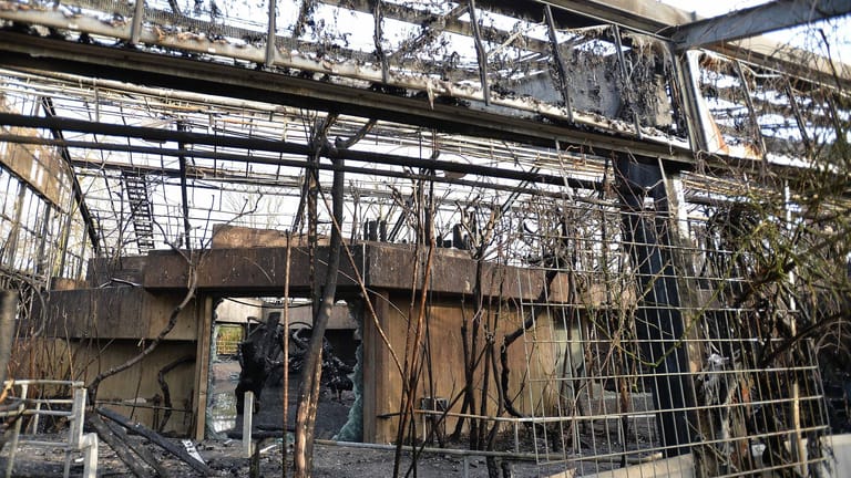 Das Affenhaus in Krefeld ist in der Silvesternacht vollständig niedergebrannt: Eine britische Firma wirbt im Netz für seine Himmelslaternen – und bekommt dafür Kritik.